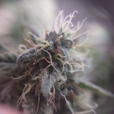 Whitey growlog timeline photo