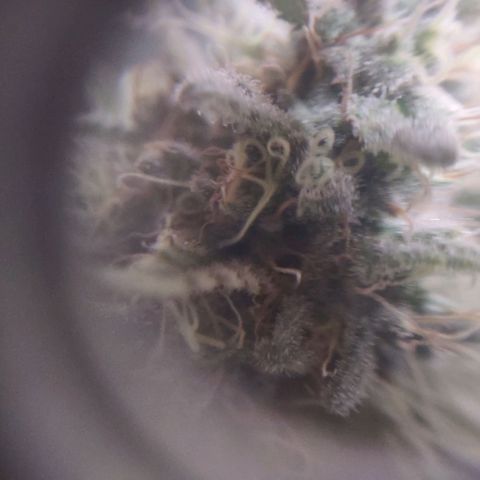 Whitey growlog timeline photo