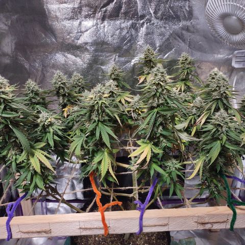 Whitey growlog timeline photo