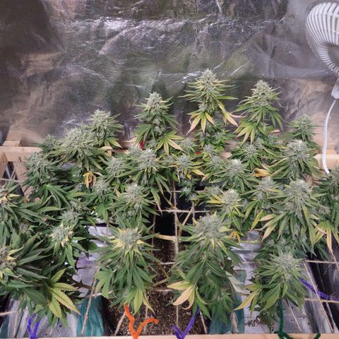 Whitey growlog timeline photo