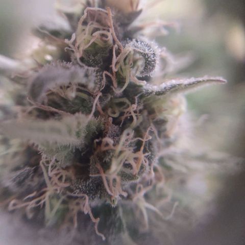 Whitey growlog timeline photo