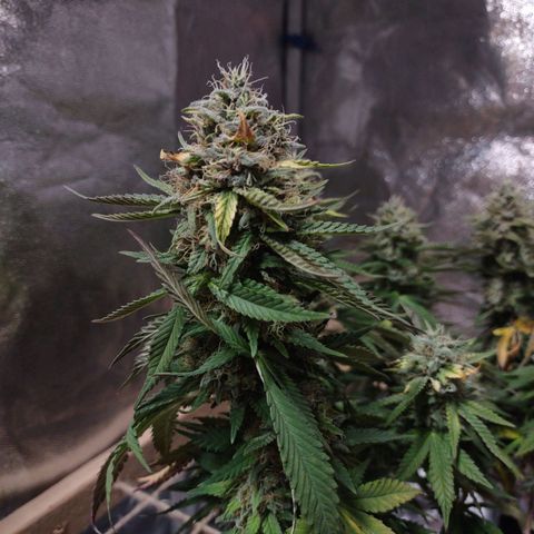 Whitey growlog timeline photo