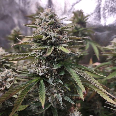 Whitey growlog timeline photo