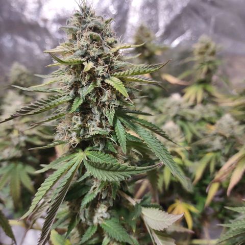Whitey growlog timeline photo
