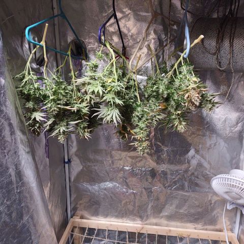 Whitey growlog timeline photo