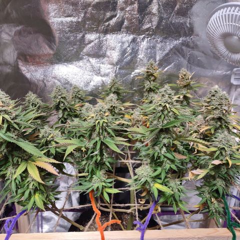 Whitey growlog timeline photo