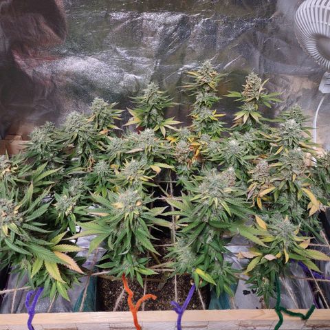 Whitey growlog timeline photo