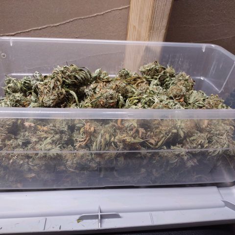 Whitey growlog timeline photo