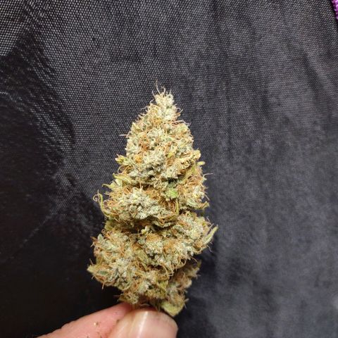 Whitey growlog timeline photo