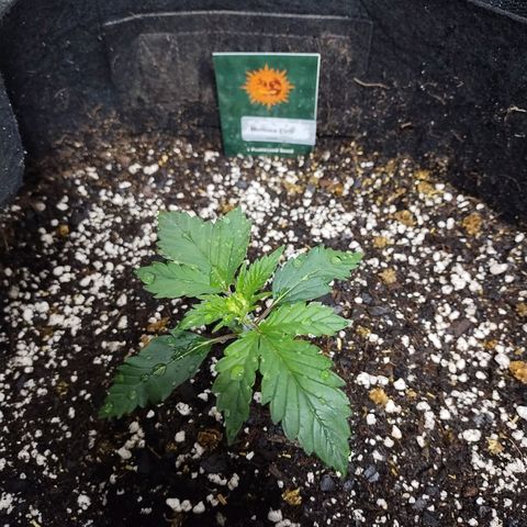 Mimosa Evo growlog timeline photo