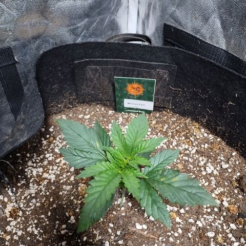 Mimosa Evo growlog timeline photo