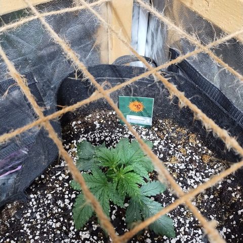 Mimosa Evo growlog timeline photo