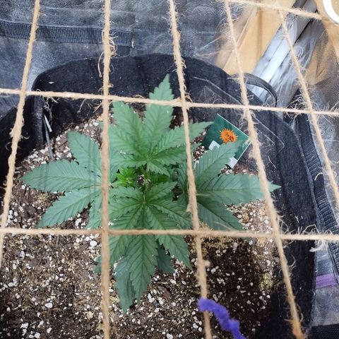 Mimosa Evo growlog timeline photo