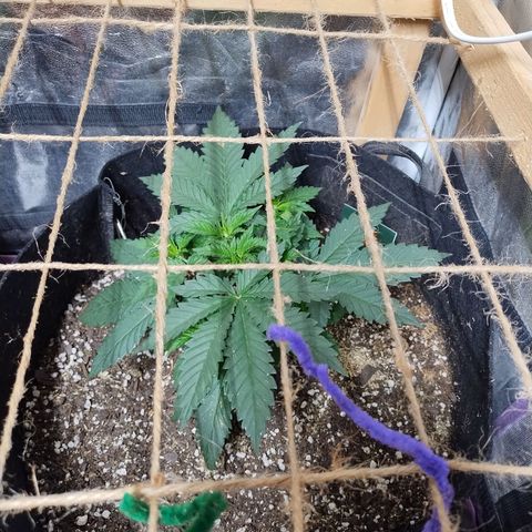 Mimosa Evo growlog timeline photo