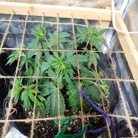Mimosa Evo growlog timeline photo