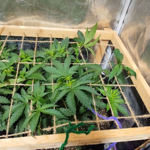 Mimosa Evo growlog timeline photo