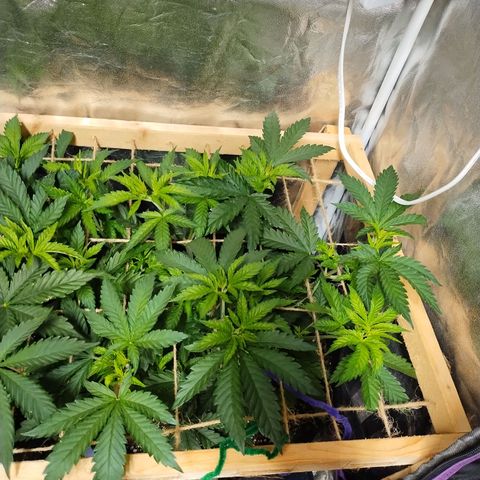 Mimosa Evo growlog timeline photo