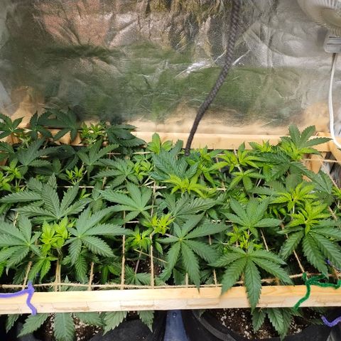 Whitey growlog timeline photo