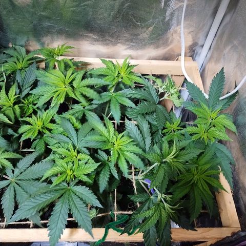 Mimosa Evo growlog timeline photo