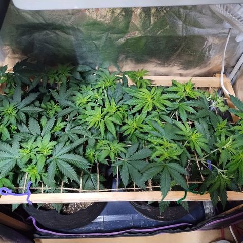 Whitey growlog timeline photo