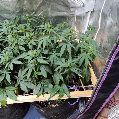 Mimosa Evo growlog timeline photo
