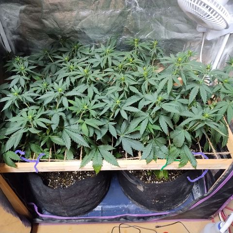 Mimosa Evo growlog timeline photo