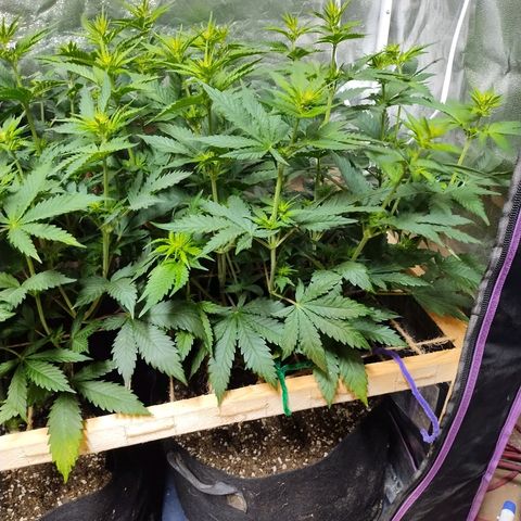 Mimosa Evo growlog timeline photo