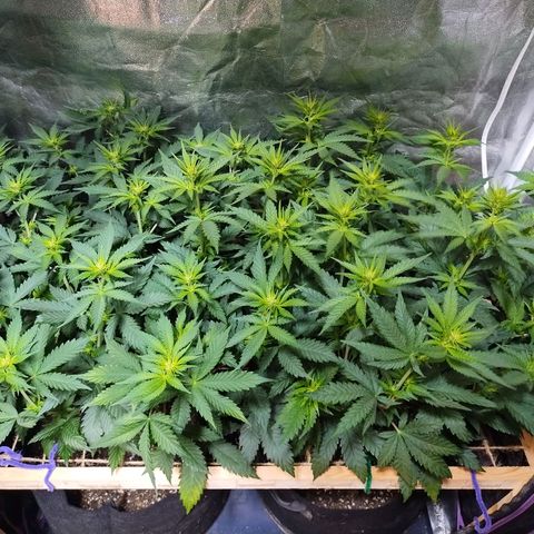 Mimosa Evo growlog timeline photo
