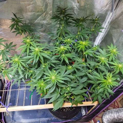Mimosa Evo growlog timeline photo
