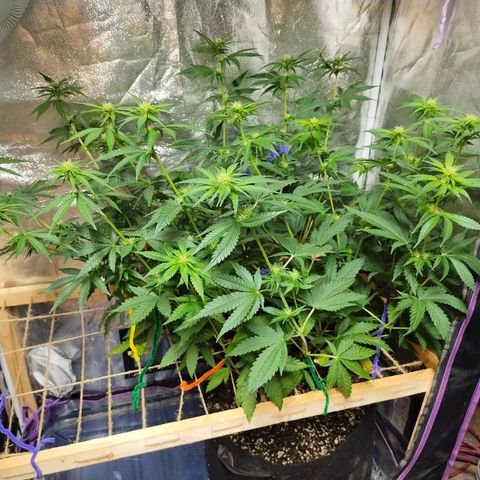 Mimosa Evo growlog timeline photo