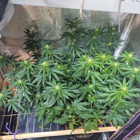 Mimosa Evo growlog timeline photo