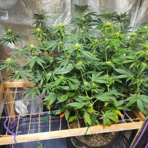 Mimosa Evo growlog timeline photo