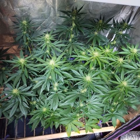 Mimosa Evo growlog timeline photo