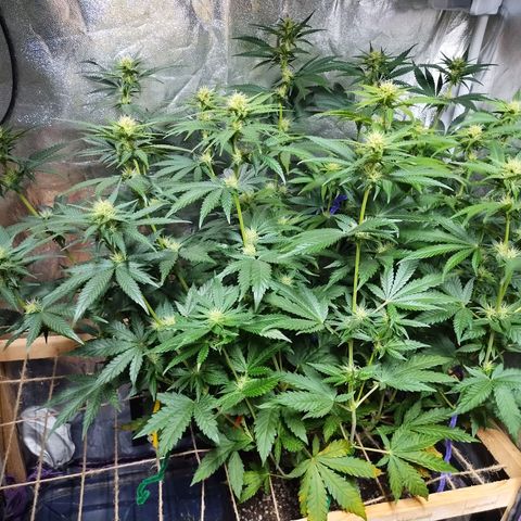 Mimosa Evo growlog timeline photo