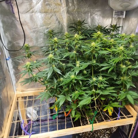 Mimosa Evo growlog timeline photo