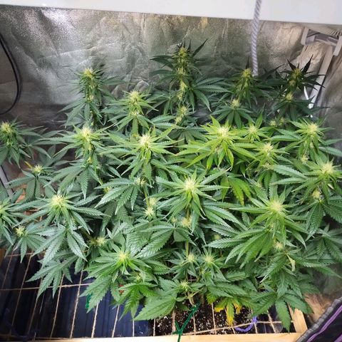 Mimosa Evo growlog timeline photo
