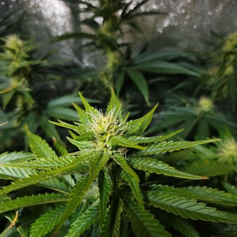 Mimosa Evo growlog timeline photo