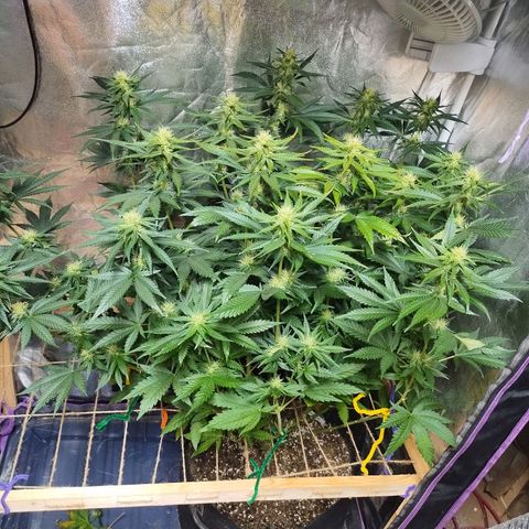 Mimosa Evo growlog timeline photo