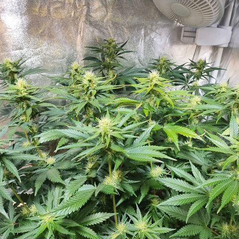 Mimosa Evo growlog timeline photo
