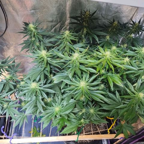 Mimosa Evo growlog timeline photo