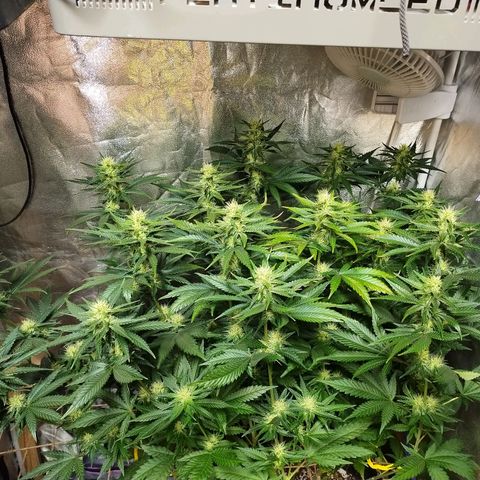 Mimosa Evo growlog timeline photo