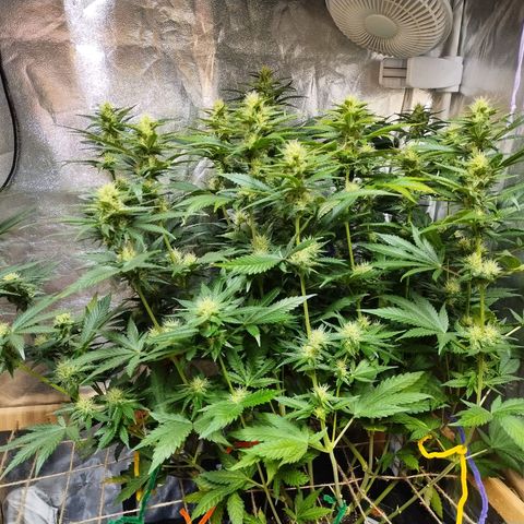 Mimosa Evo growlog timeline photo