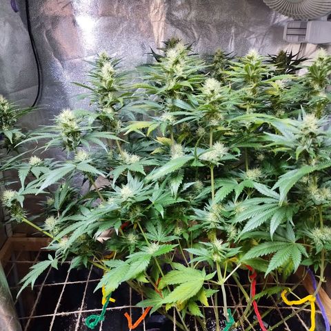 Mimosa Evo growlog timeline photo