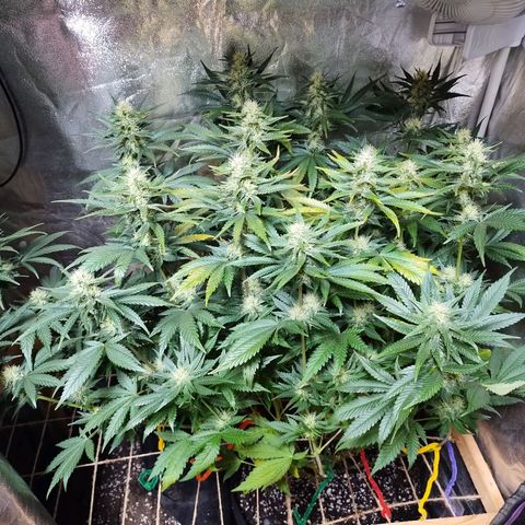 Mimosa Evo growlog timeline photo