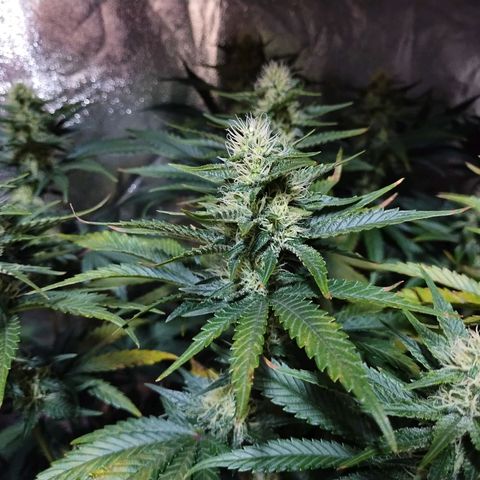 Mimosa Evo growlog timeline photo