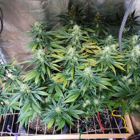 Mimosa Evo growlog timeline photo
