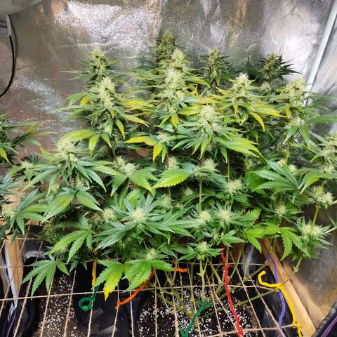 Mimosa Evo growlog timeline photo