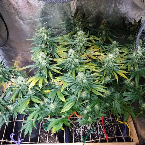 Mimosa Evo growlog timeline photo