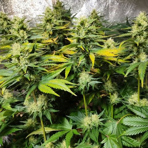Mimosa Evo growlog timeline photo
