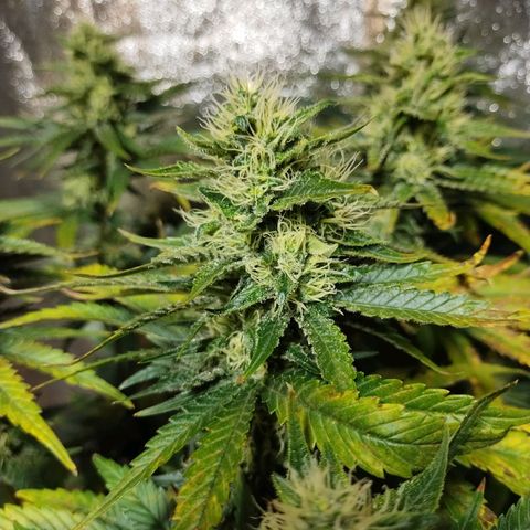 Mimosa Evo growlog timeline photo